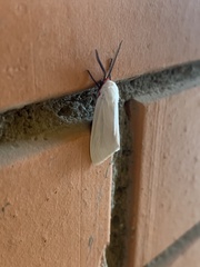 Pygarctia roseicapitis
