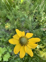 Rudbeckia californica