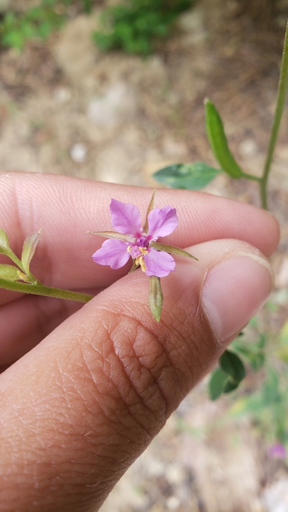 Lake Almanor clarkia in July 2022 by Shane Hanofee · iNaturalist