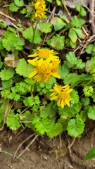 Packera bolanderi bolanderi