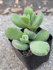 Cotyledon tomentosa