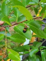 Calopteron reticulatum