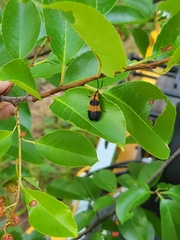 Calopteron reticulatum