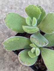 Cotyledon tomentosa