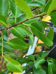 Calopteron reticulatum