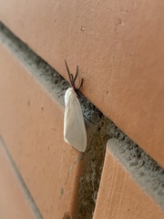 Pygarctia roseicapitis