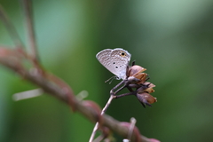 Hemiargus ceraunus