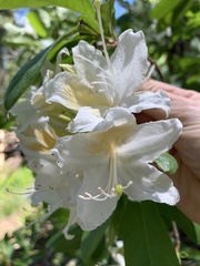 Rhododendron occidentale