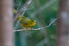 Myiothlypis flaveola
