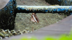 Adelpha thessalia
