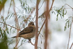 Sporophila albogularis