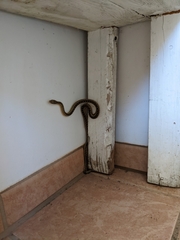 Pituophis catenifer pumilus