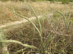 Praecereus euchlorus