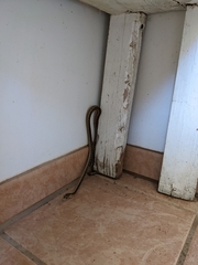 Pituophis catenifer pumilus