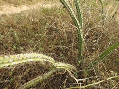 Praecereus euchlorus