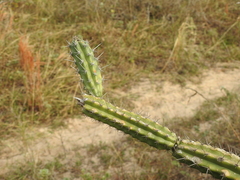 Praecereus euchlorus