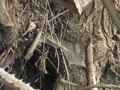 Castor canadensis