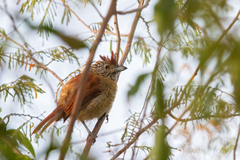 Thamnophilus doliatus capistratus