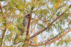 Thamnophilus doliatus capistratus