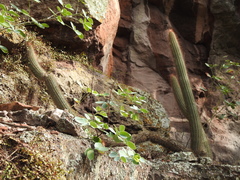 Cleistocactus