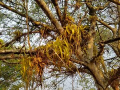 Tillandsia roland-gosselinii