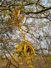 Tillandsia roland-gosselinii