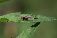 Pterygota