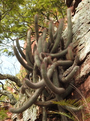 Cleistocactus samaipatanus