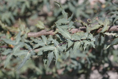 Berberis nevinii