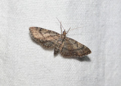 Eupithecia columbiata