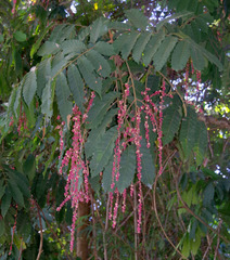 Cupaniopsis flagelliformis