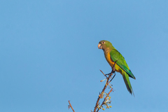 Eupsittula cactorum