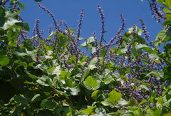 Calopogonium caeruleum