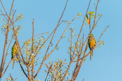Eupsittula cactorum