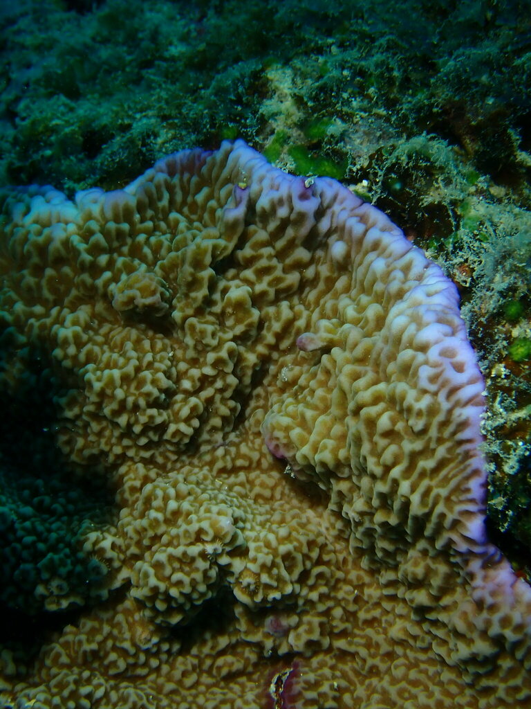 Montipora undata