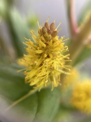 Lysimachia thyrsiflora