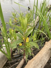 Lysimachia thyrsiflora