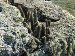 Cleistocactus samaipatanus