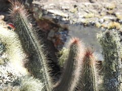 Cleistocactus samaipatanus