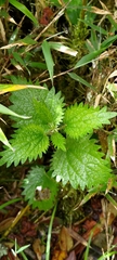 Urtica taiwaniana