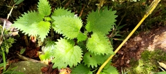 Urtica taiwaniana