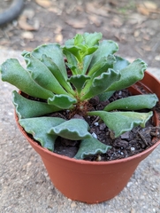 Adromischus cristatus