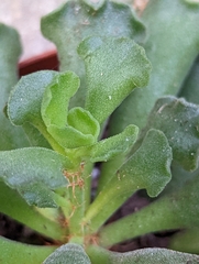 Adromischus cristatus