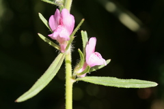 Misopates orontium orontium