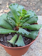 Adromischus cristatus