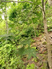 Acer pictum