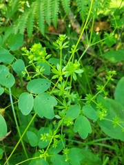 Galium asprellum