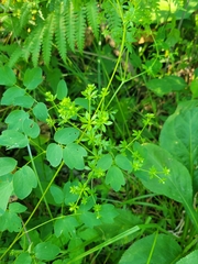Galium asprellum