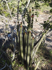 Cleistocactus samaipatanus