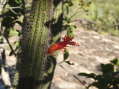 Cleistocactus samaipatanus